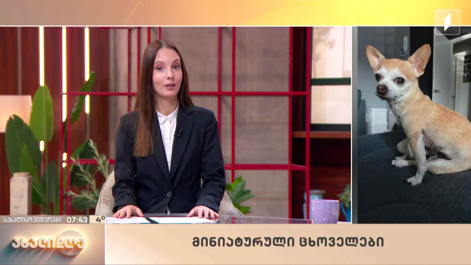 სახალისო ვიდეოები