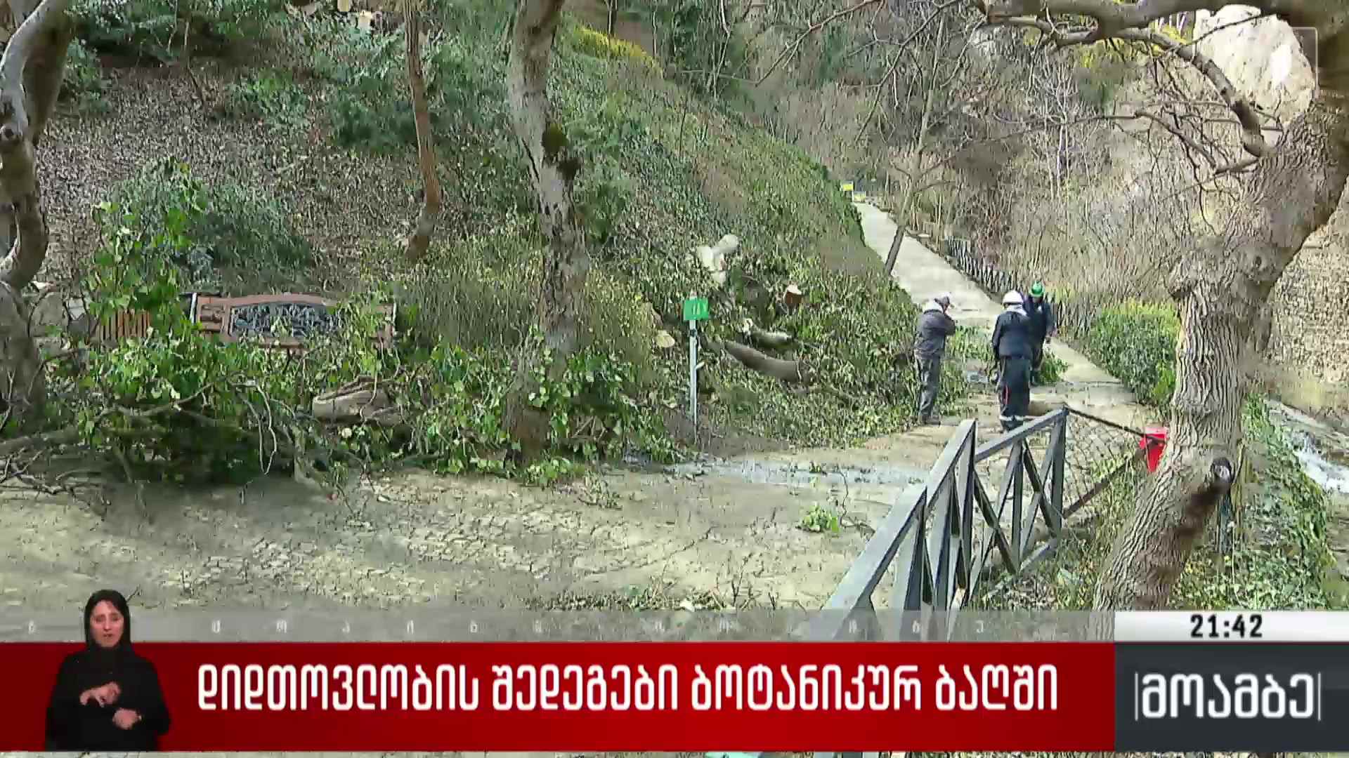 დიდთოვლობის შედეგები ბოტანიკურ ბაღში
