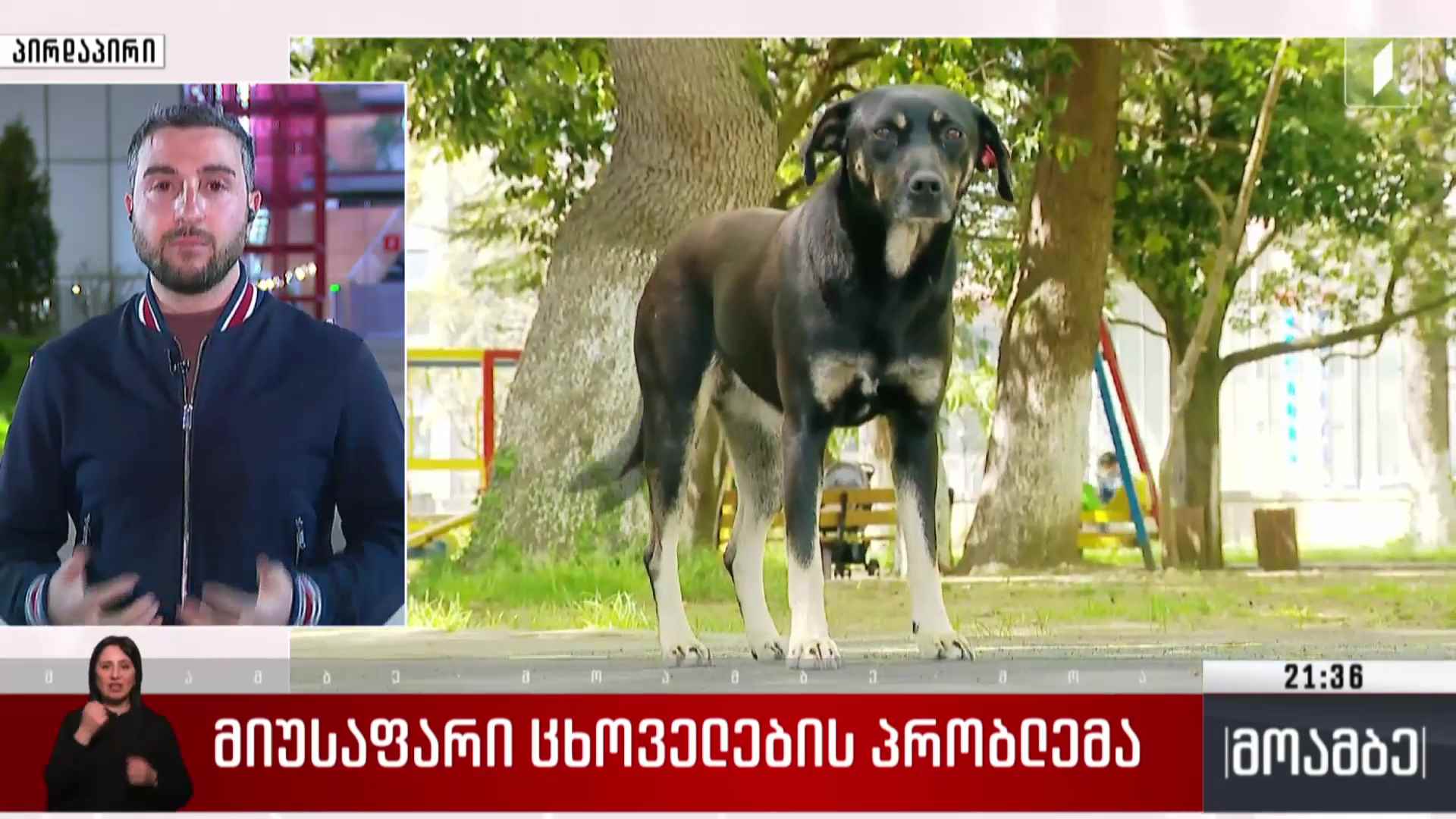 მიუსაფარი ცხოველების პრობლემა 