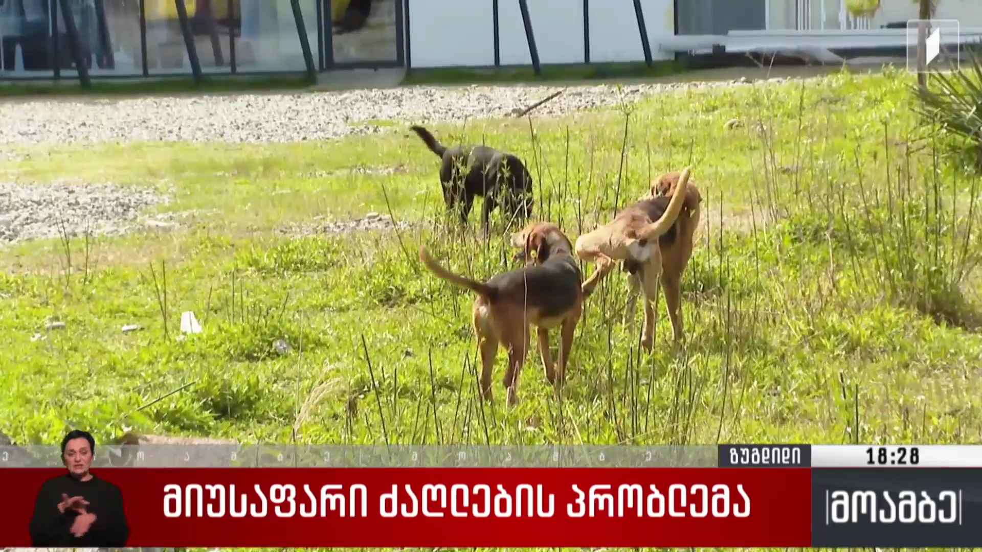 მიუსაფარი ძაღლების პრობლემა ზუგდიდში