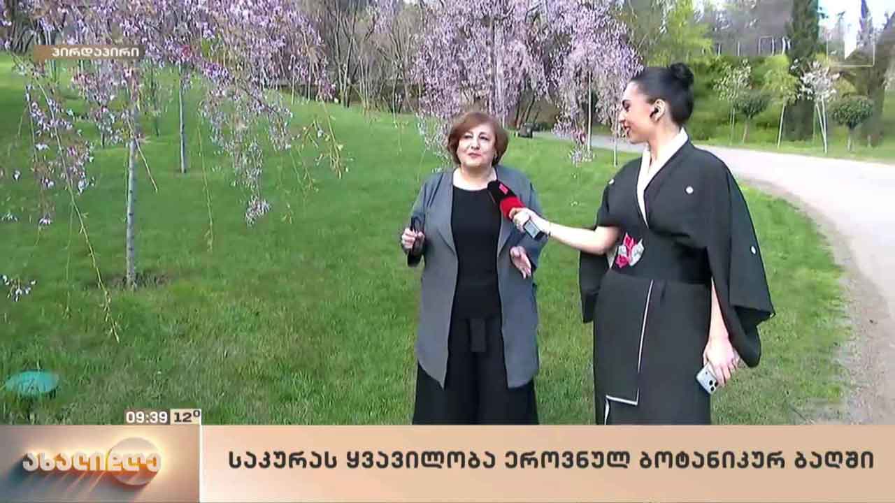 საკურას ყვავილობა ბოტანიკურ ბაღში