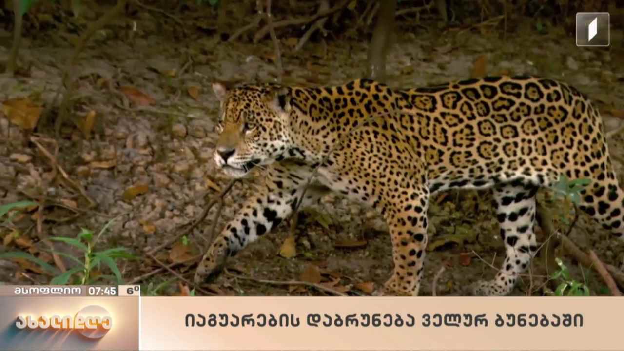 მსოფლიო ამბები