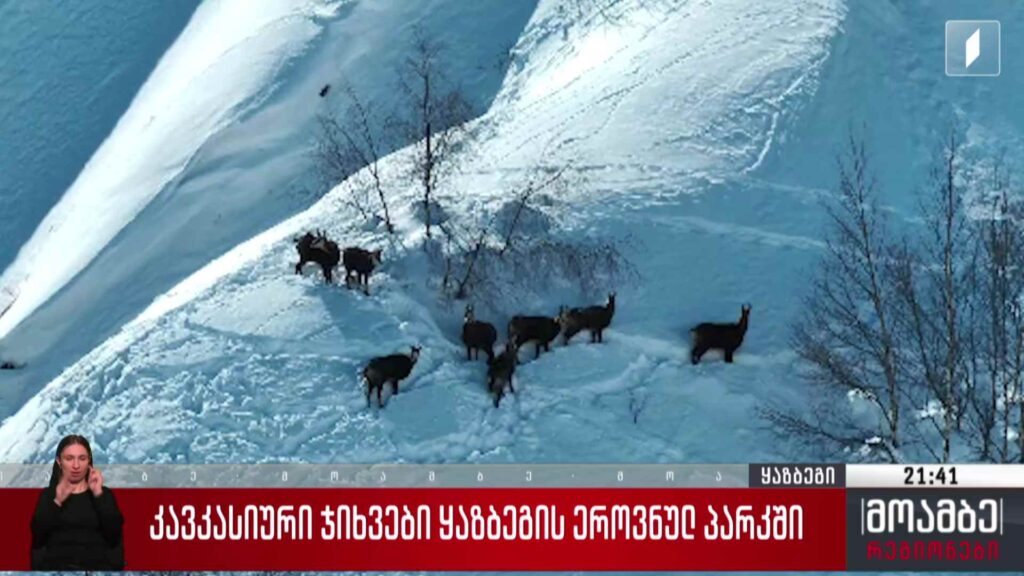 კავკასიური ჯიხვები ყაზბეგის ეროვნულ პარკში