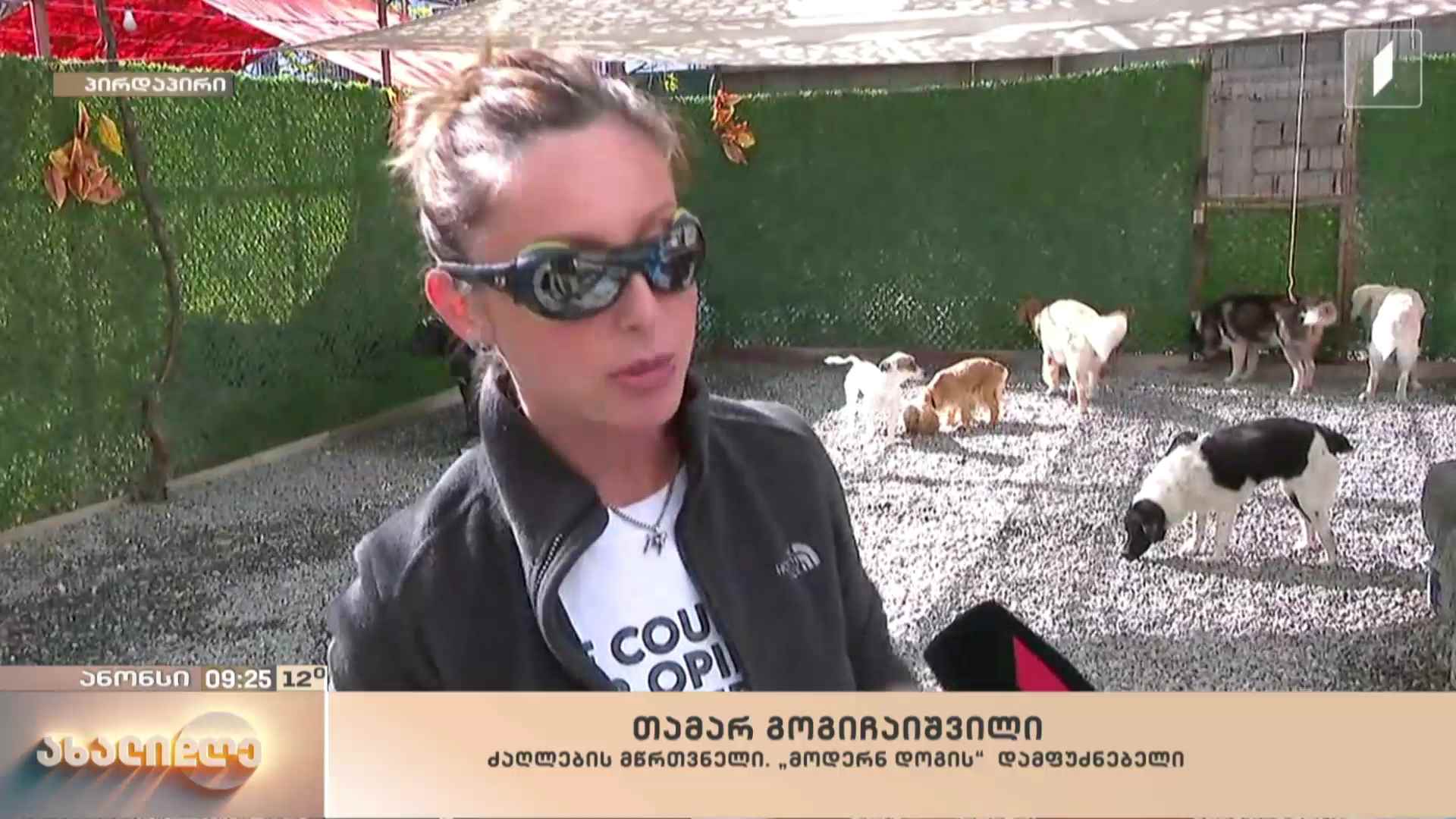 30 აპრილი თავშესაფრიდან შინაური ცხოველის აყვანის საერთაშორისო დღეა