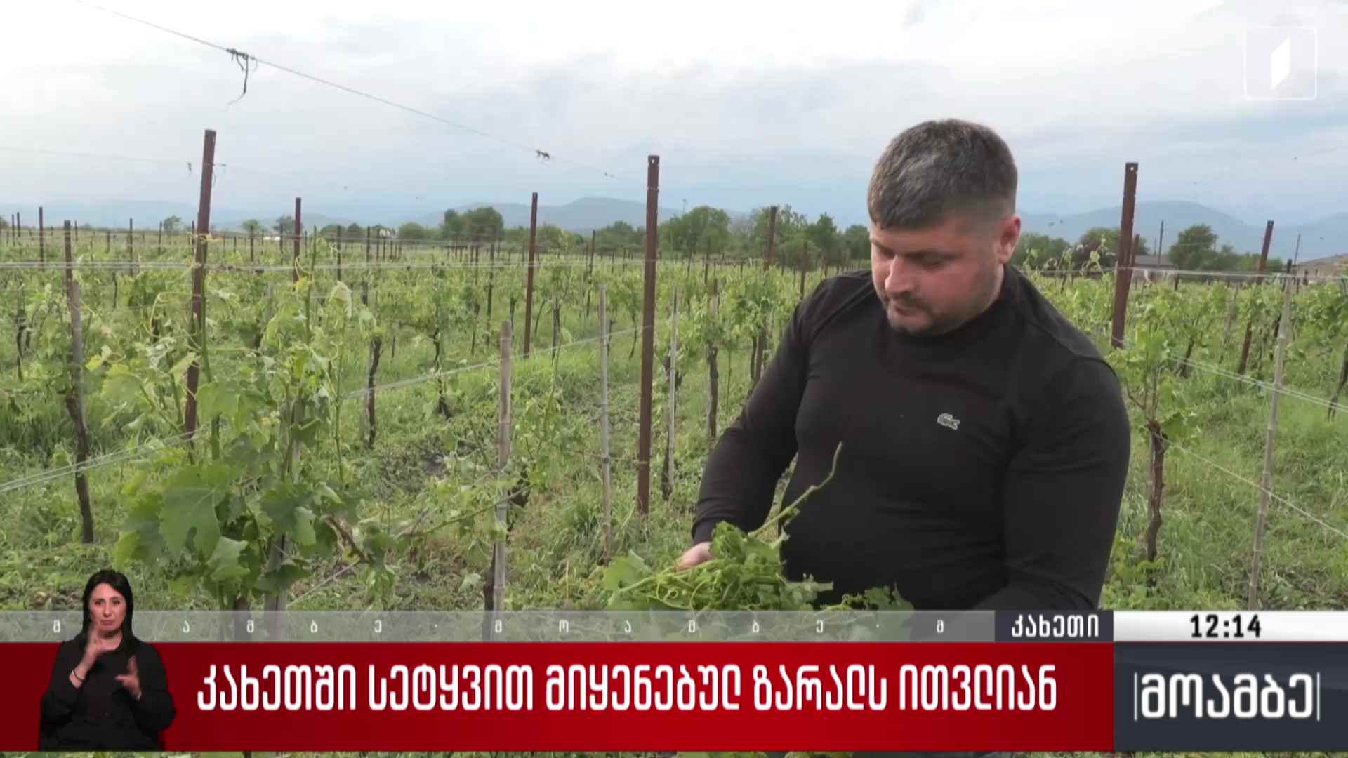 კახეთში სეტყვით მიყენებულ ზარალს ითვლიან