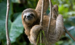 რატომ არიან ზარმაცები ასე ნელი — პასუხი მათ დნმ-ში იმალება #1tvმეცნიერება