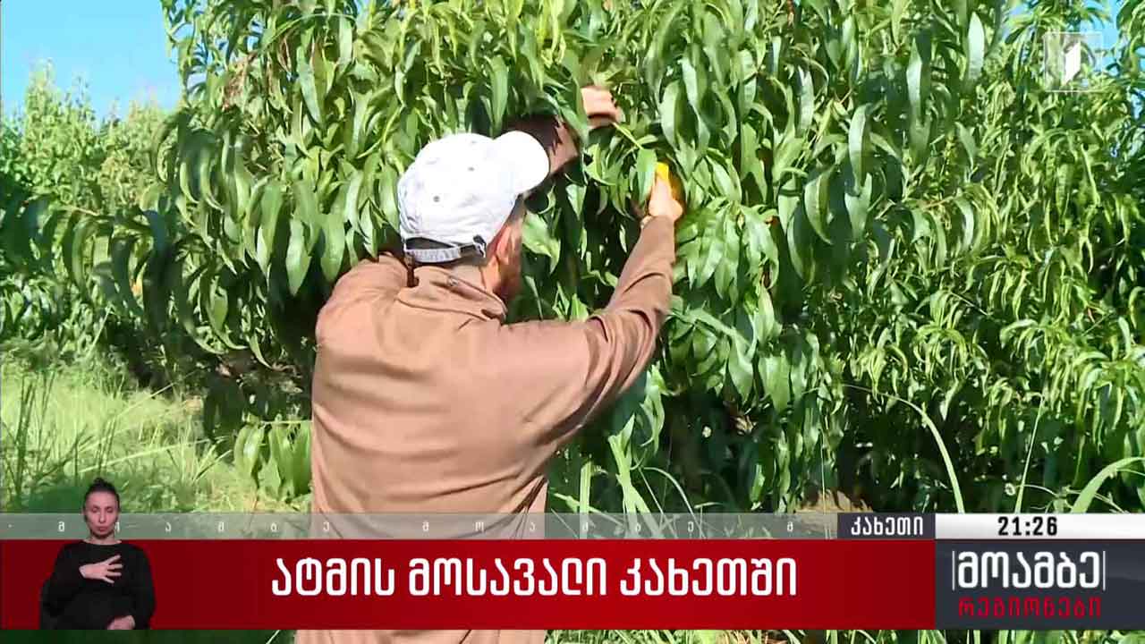 ატმის მოსავალი კახეთში