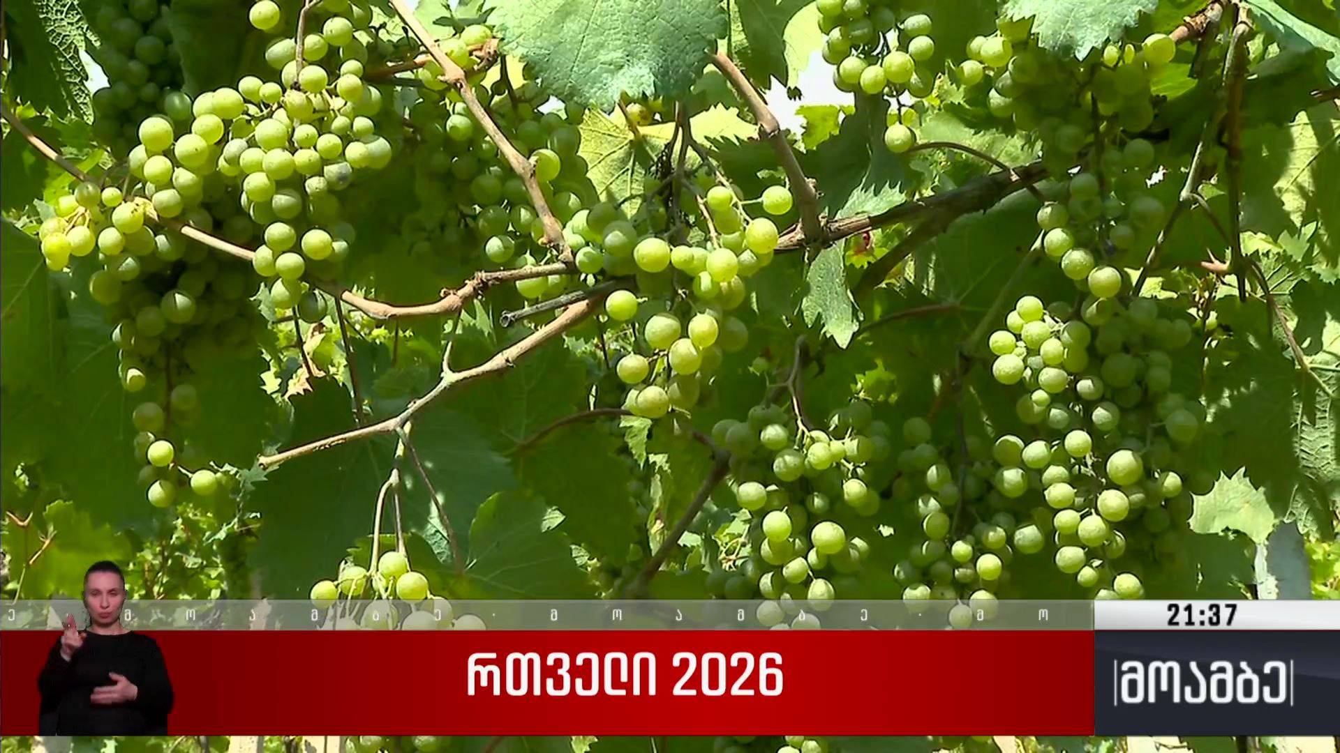 „რთველი 2026“