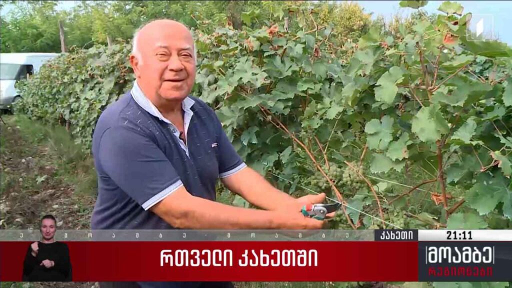 რთველი კახეთში