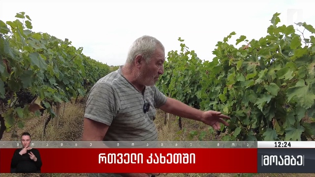 რთველი კახეთში