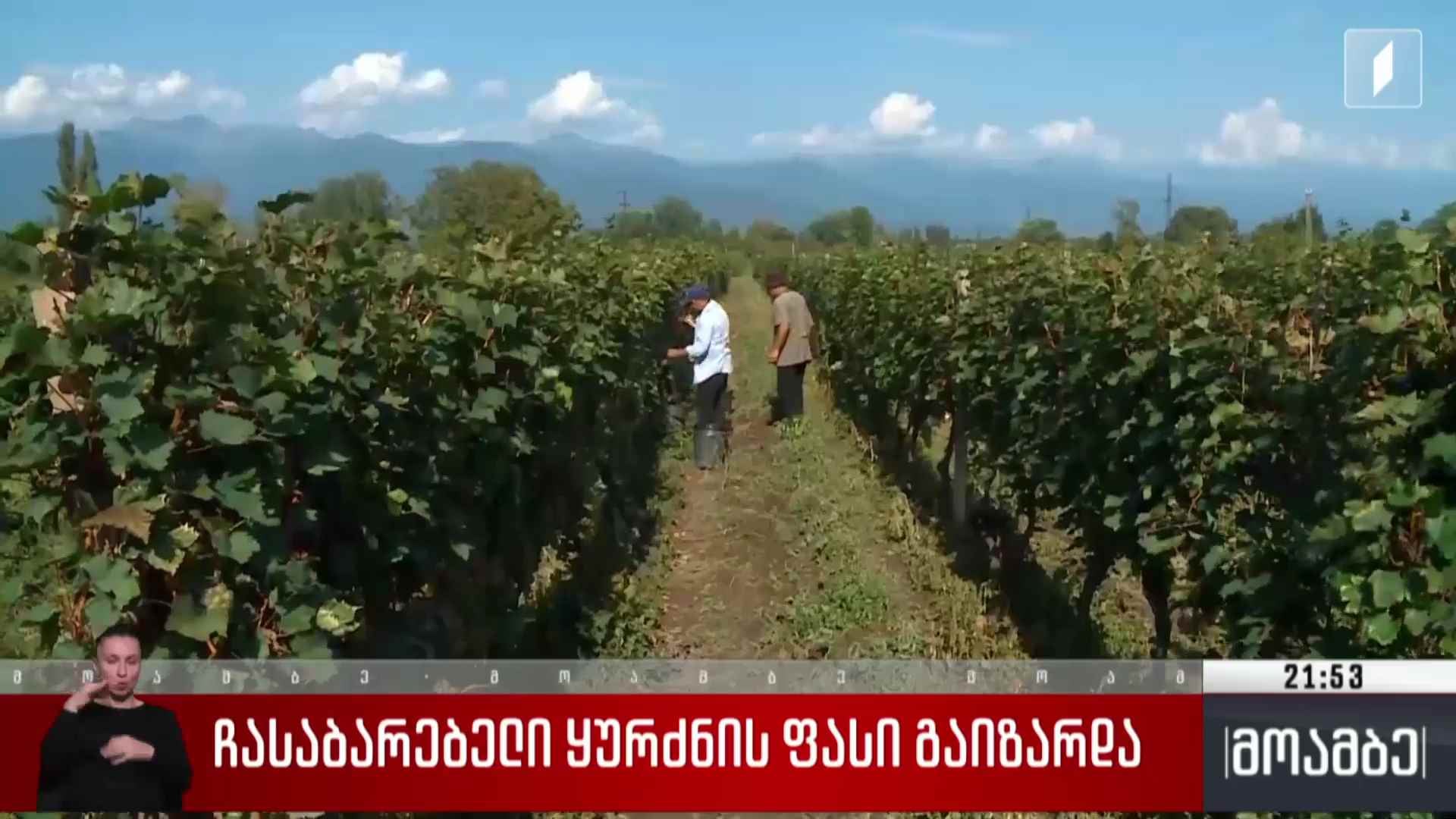 ჩასაბარებელი ყურძნის ფასი გაიზარდა