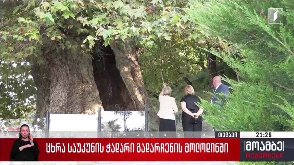 ცხრა საუკუნის ჭადარი გადარჩენის მოლოდინში
