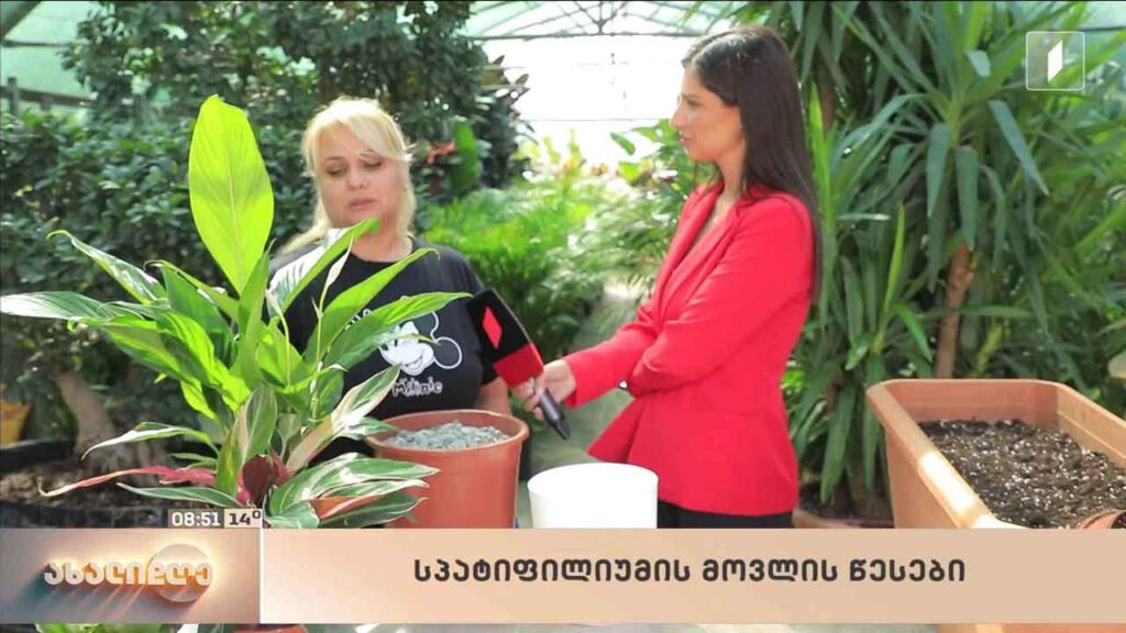 სპატიფილიუმის მოვლა – ფლორისტის რჩევები