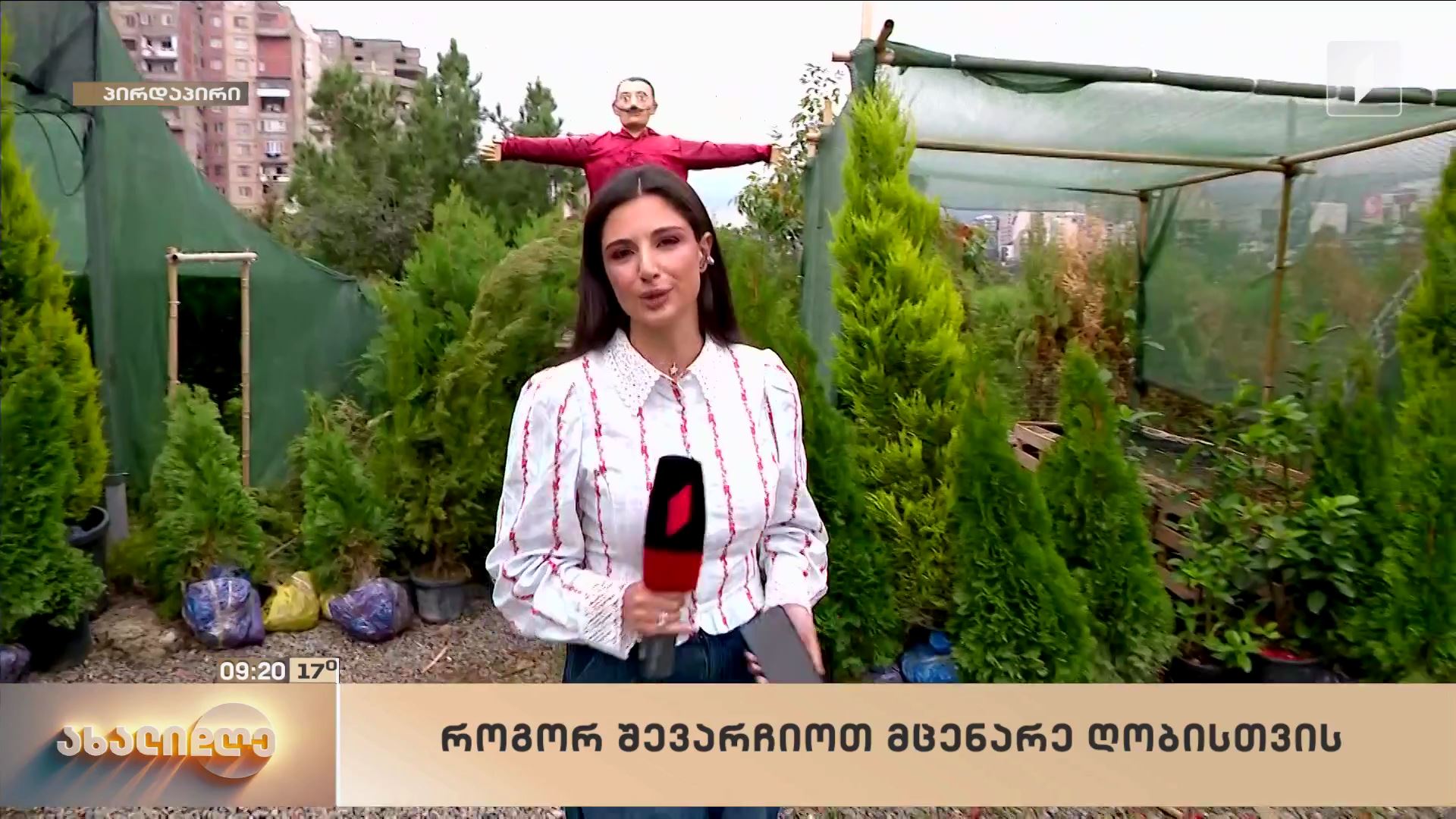 როგორ შევარჩიოთ მცენარე ღობისთვის