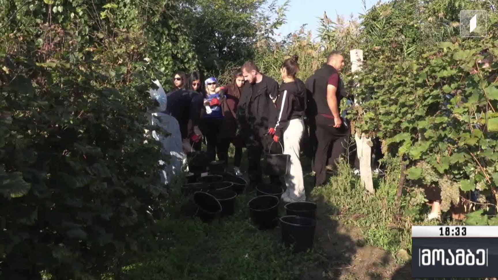 მოხალისეები რთველში