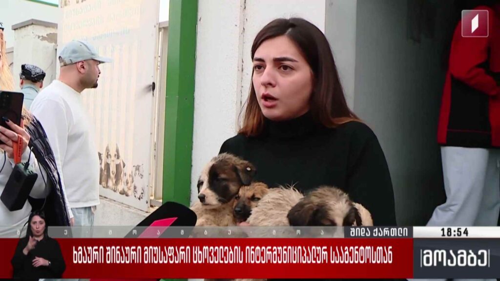 ხმაური შინაური მიუსაფარი ცხოველების ინტერმუნიციპალურ სააგენტოსთან