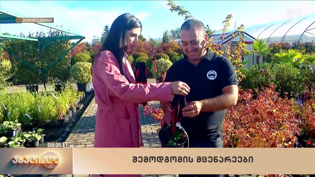 რომელი მცენარეები უხდება ყველაზე მეტად შემოდგომის სეზონს?