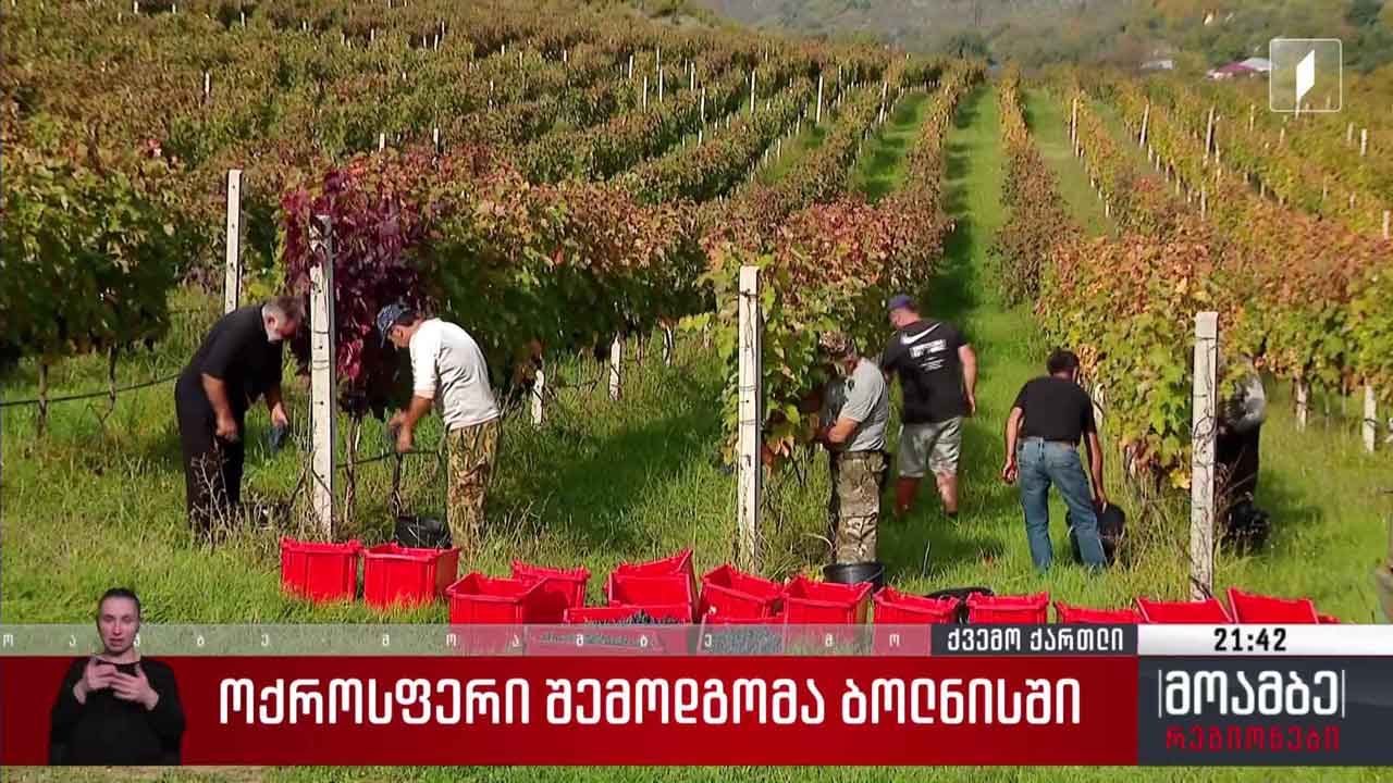 ოქროსფერი შემოდგომა ბოლნისში