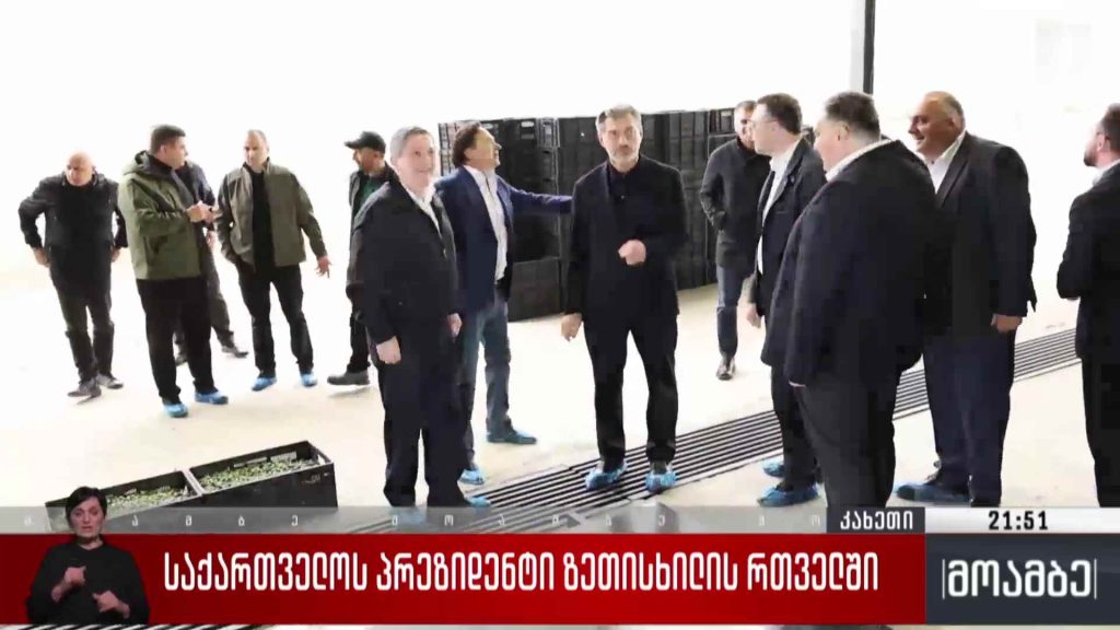 საქართველოს პრეზიდენტი ზეთისხილის რთველში 
