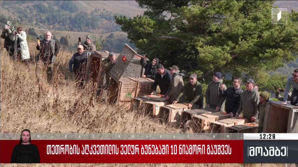 თეთრობის აღკვეთილის ველურ ბუნებაში 10 ნიამორი გაუშვეს