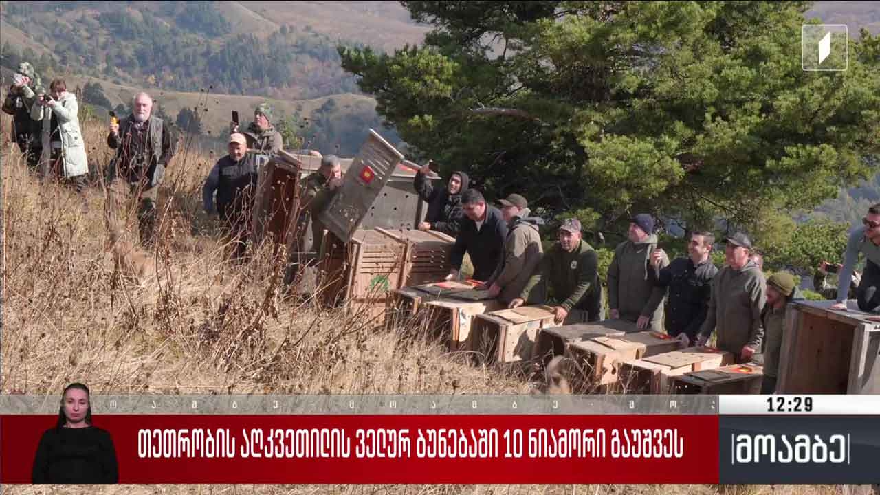თეთრობის აღკვეთილის ველურ ბუნებაში 10 ნიამორი გაუშვეს
