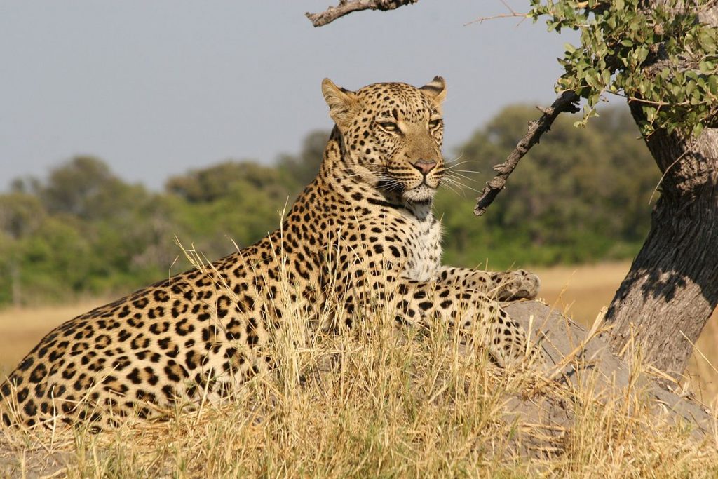 Five leopard cubs born in Azerbaijan