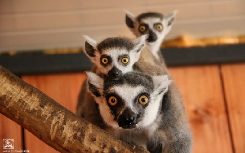 Lemur “Kicha” gives birth to twins