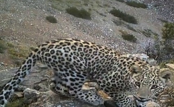 Five leopard cubs born in Azerbaijan