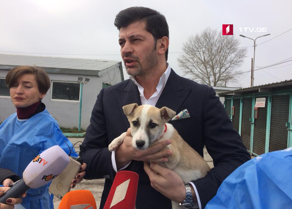 Каха Каладзе забрал одну собаку в мэрию из Агентства по мониторингу животных (фото)