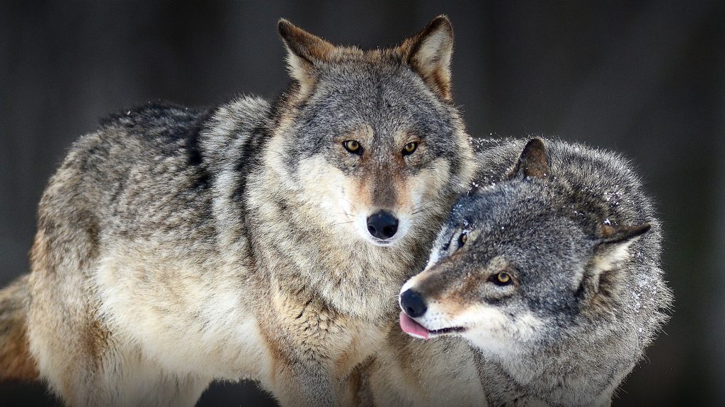France to let wolf population grow by 40% despite anger from farmers