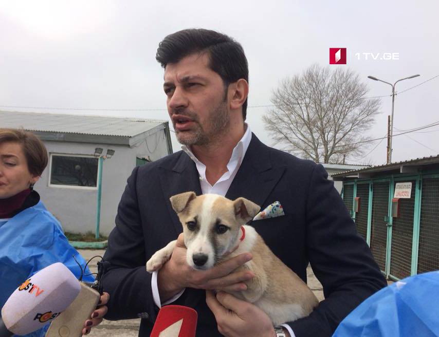 Tbilisi Mayor visits Municipal Shelter for Animals