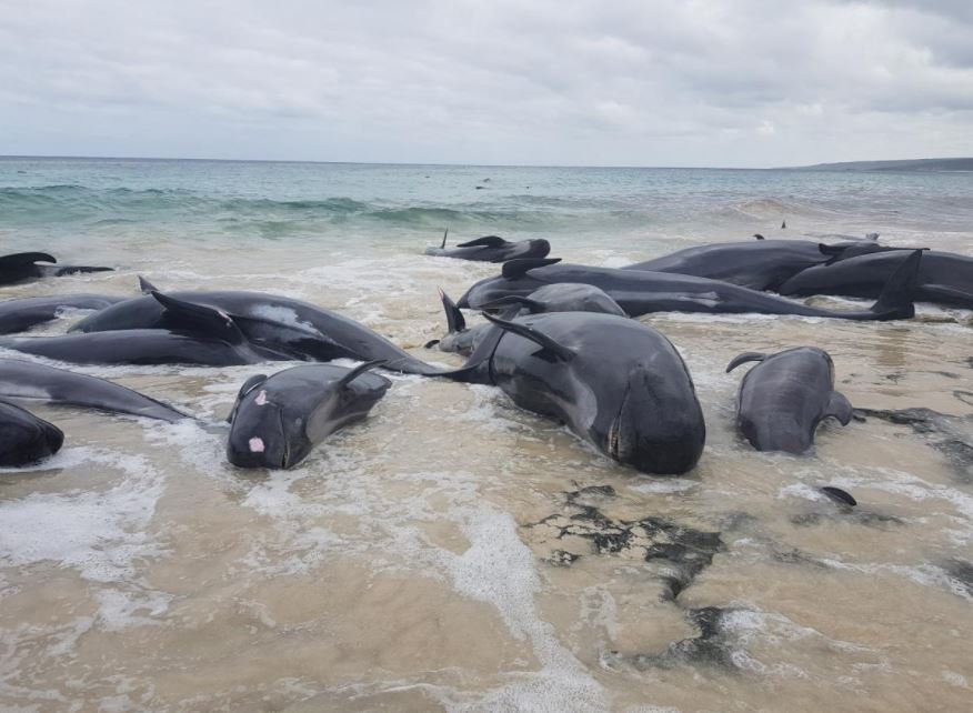 150 Whales Beached in Australia, as Rescuers Fight to Save Them