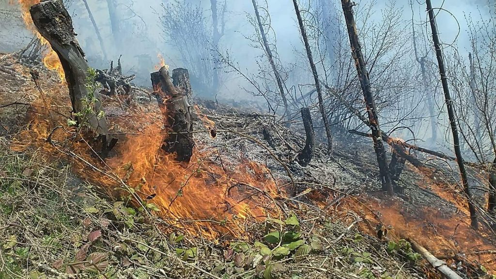 Пожар в лесу села Кобалта