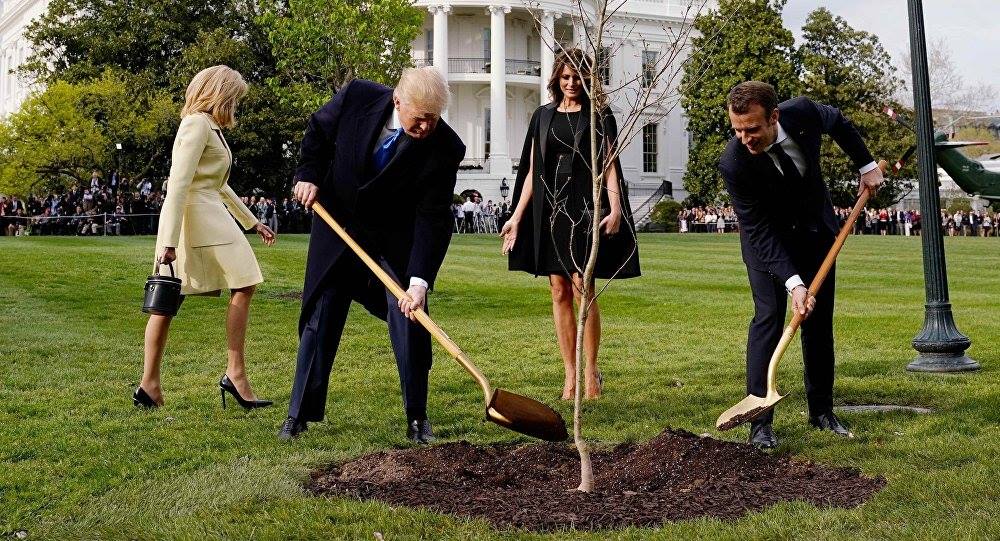 Reuters - Дерево, которое Эмманюэль Макрон подарил Дональду Трампу, пропало из двора Белого дома