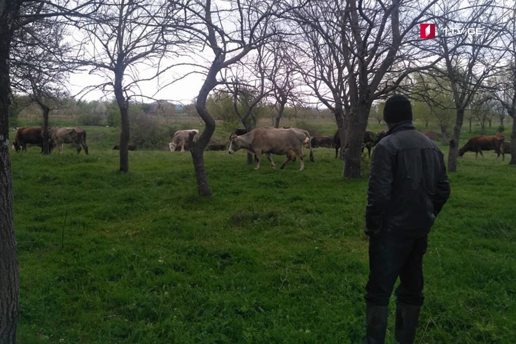 Российские оккупанты задержали пастуха около села Джариашени