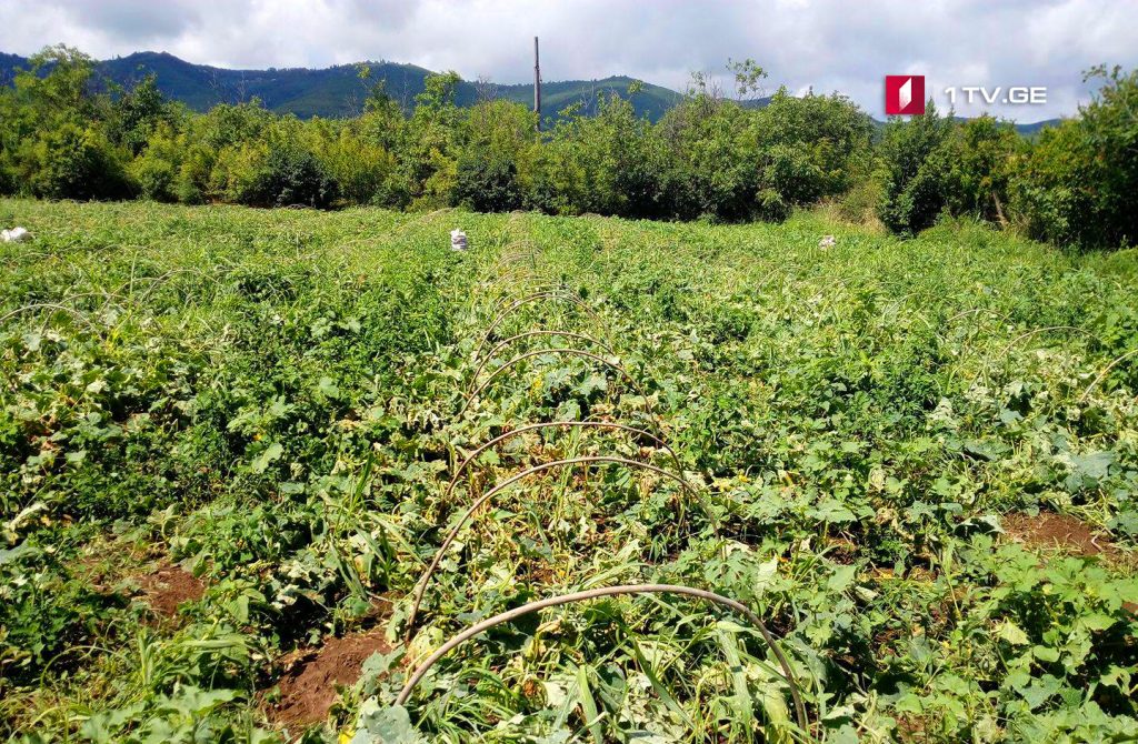 Crops damaged by hailstorm in Kakheti region