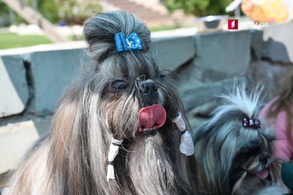 Выставка собак  в парке Рике - фотоистория