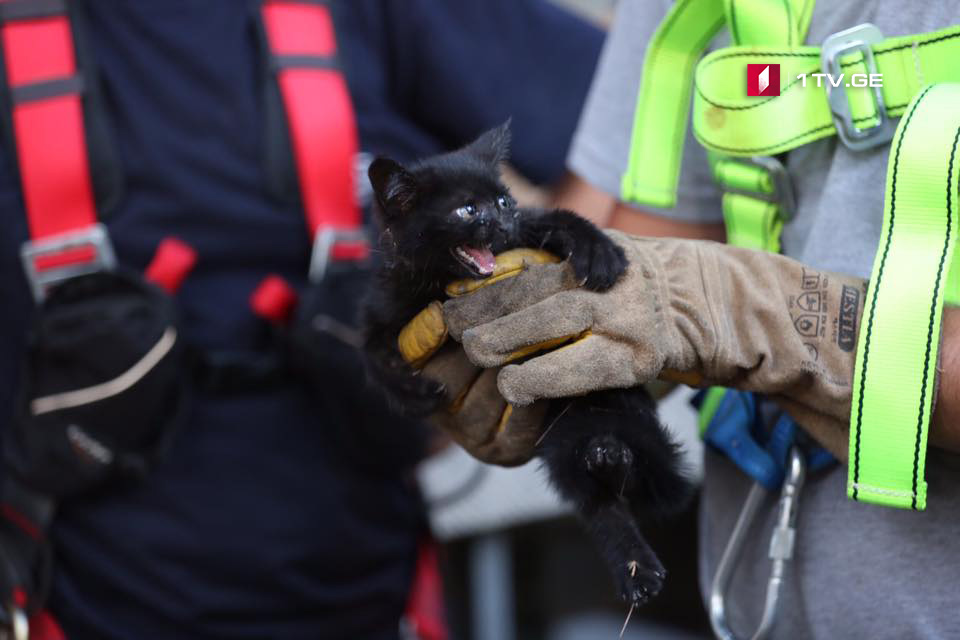 Спасатели спасли котенка (фото)