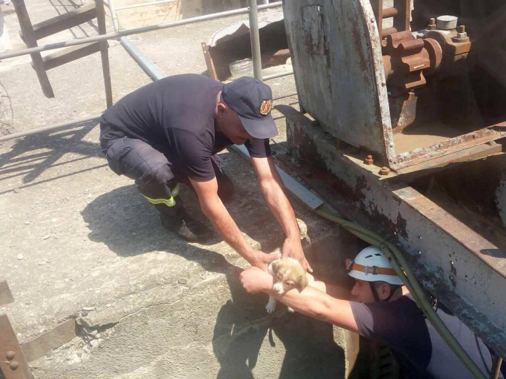 Rescuers save puppy in Mtskheta