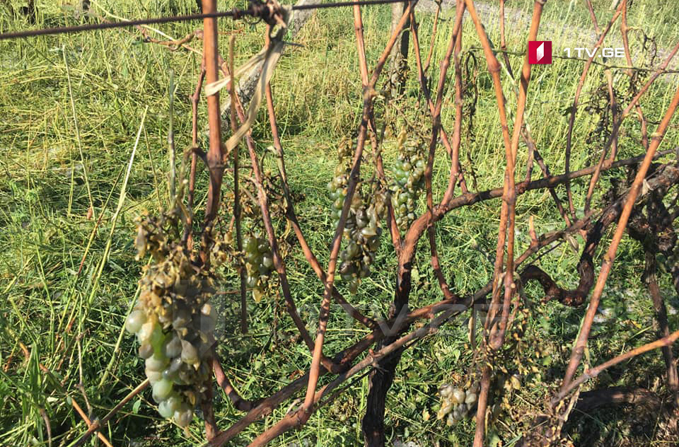 Стихия почти полностью уничтожила урожай винограда в трех селах Ахметского района