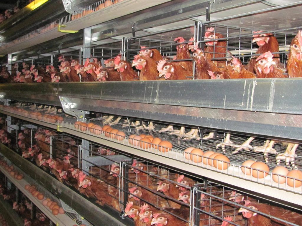 Армения запретила импорт свинины и птицы из некоторых регионов России