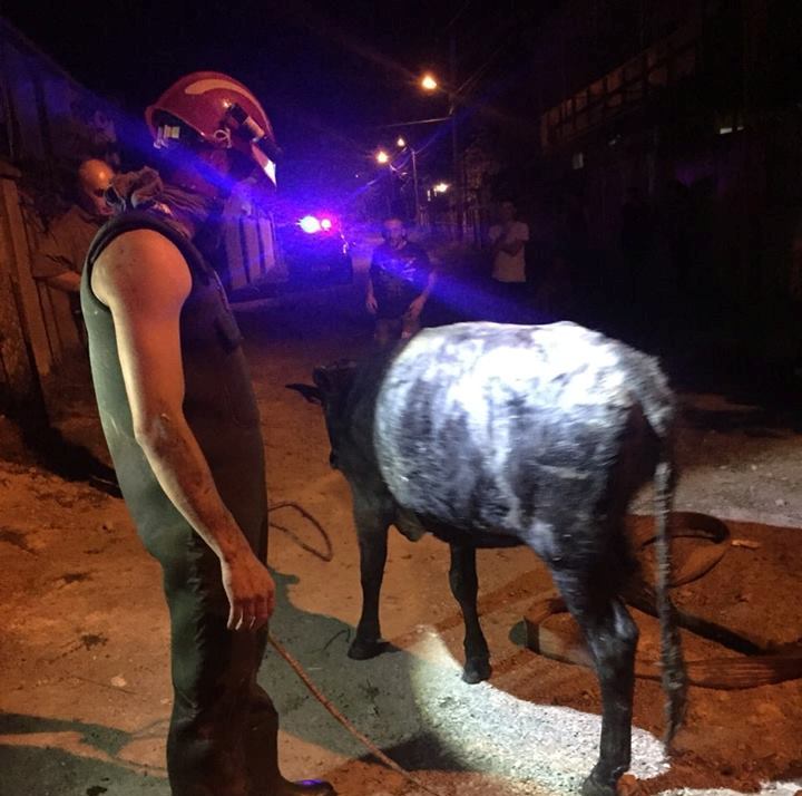 Спасатели достали корову из колодца в селе Дигоми в Тбилиси