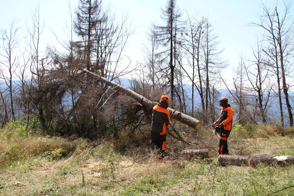 The restoration process of the forest damaged by fire in Borjomi gorge will start in September 2018