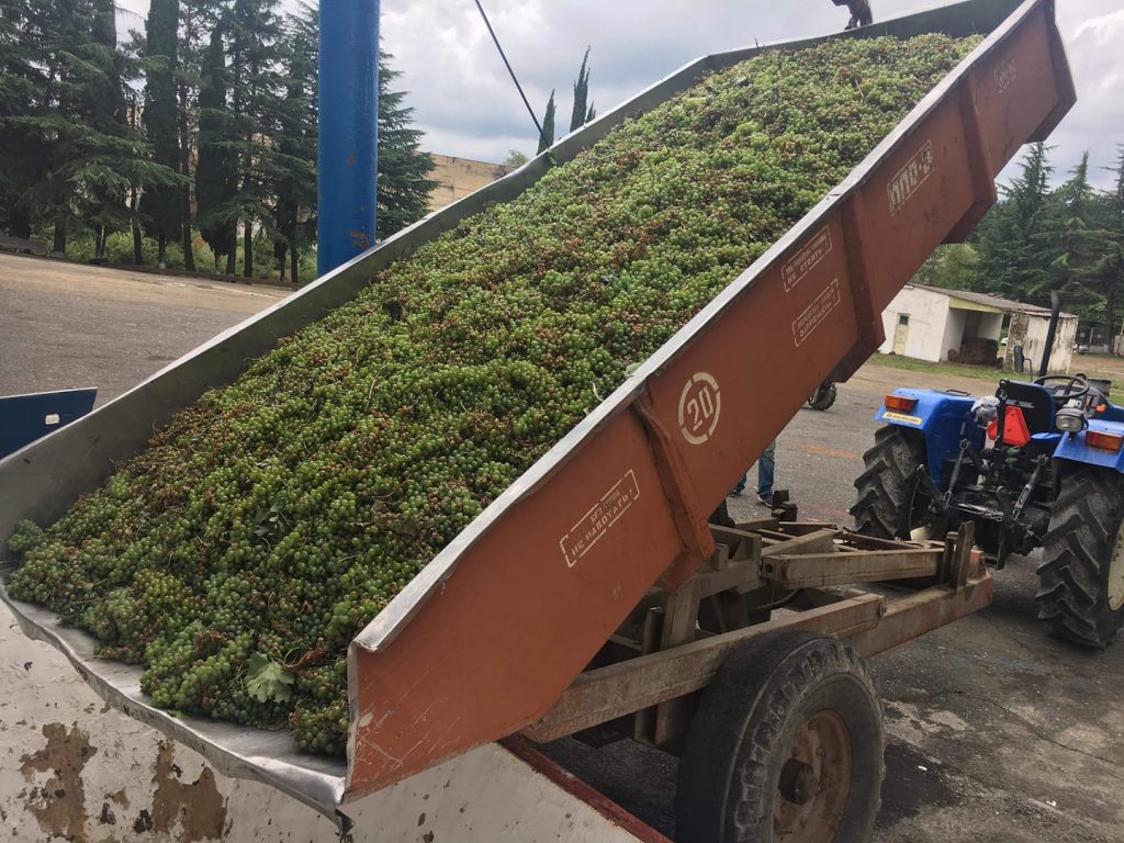 В этом году в Кахети ожидается 200 тысяч тонн винограда