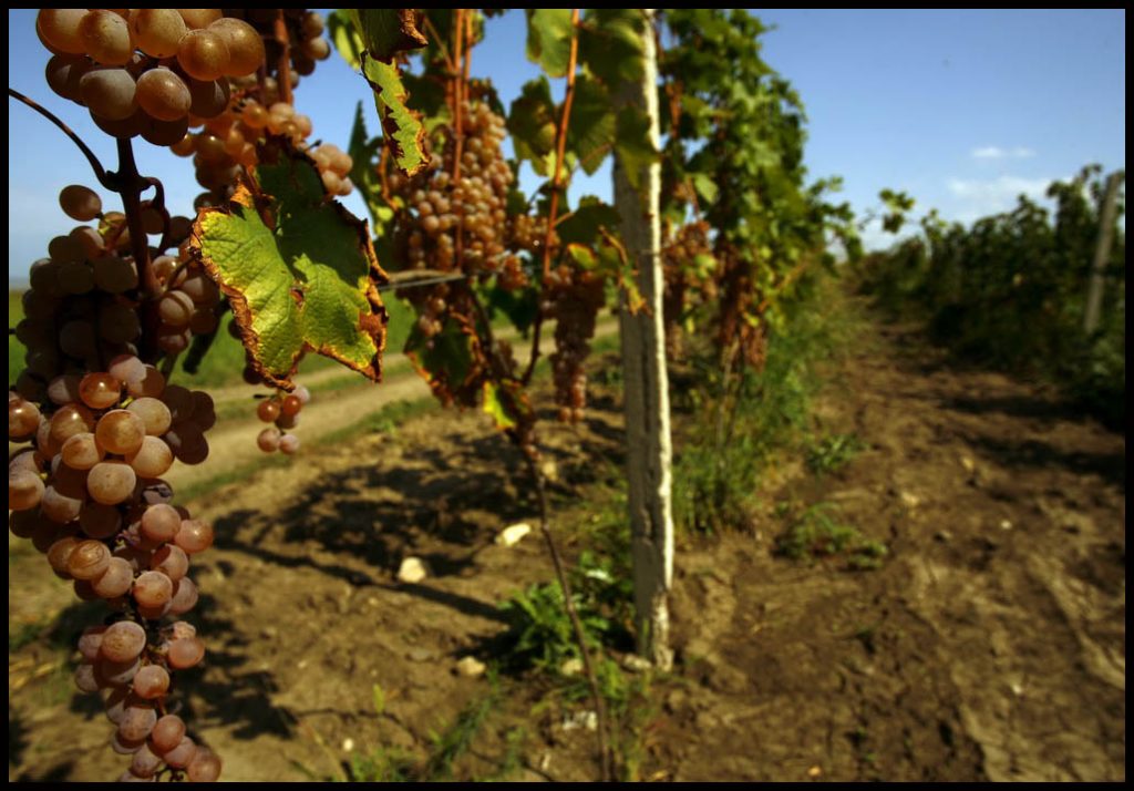 По информации Национального агентства вина, пострадавший от града виноград полностью переработан