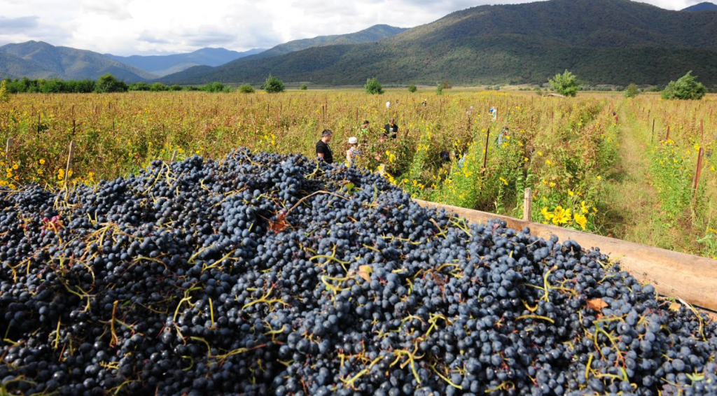 По информации Национального агентства вина, в Кахетии переработано до 23 тыс. тонн винограда