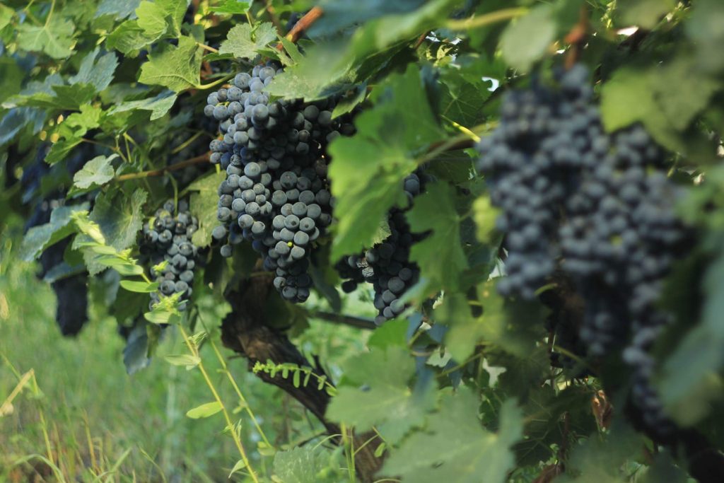 По информации Национального агентства вина, доход виноградарей в Кахети превысил 70 миллионов лари