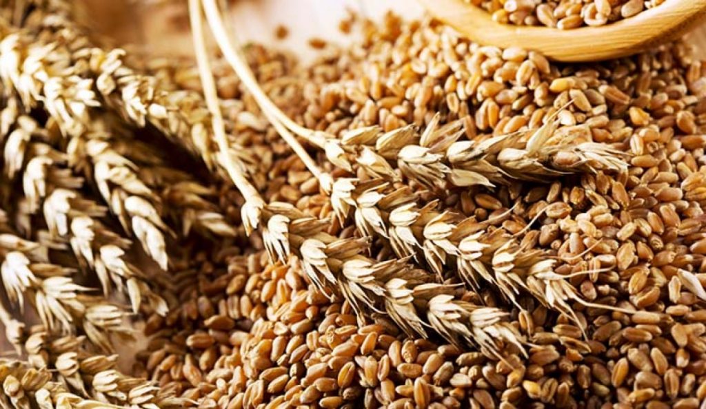 Культуре грузинской пшеницы присвоен статус нематериального культурного наследия