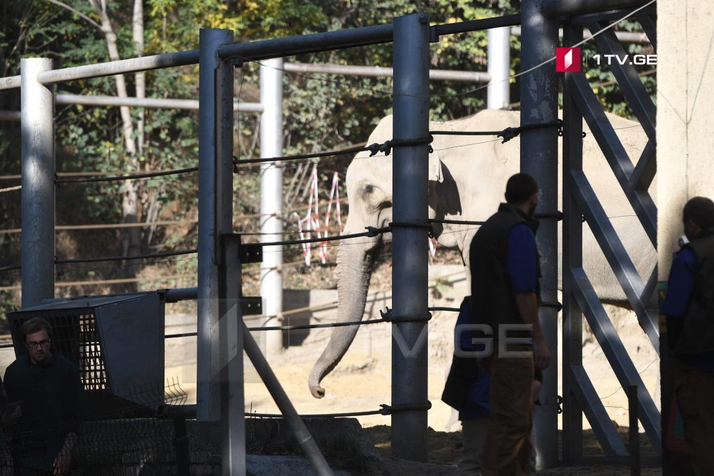 Surgery of elephant Grand underway at Tbilisi Zoo
