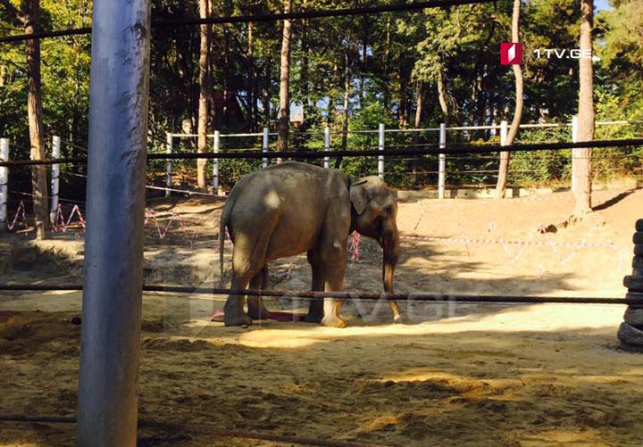 Surgery of elephant Grand at Tbilisi Zoo ends successfully